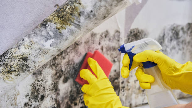  Richmond, MI Mold Removal Pros